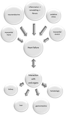 The Diagnostic and Therapeutic Value of Multimarker Analysis in Heart Failure. An Approach to Biomarker-Targeted Therapy